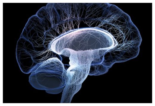 Brain