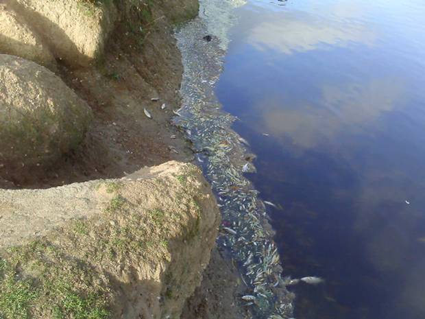 Click to enlarge Harrow Lodge Dead Fishes
