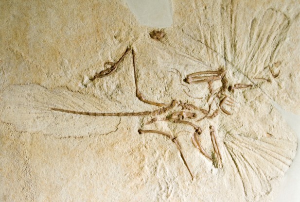 Archaeopteryx