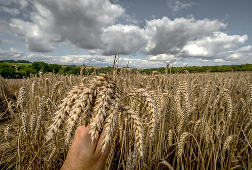 gmo wheat