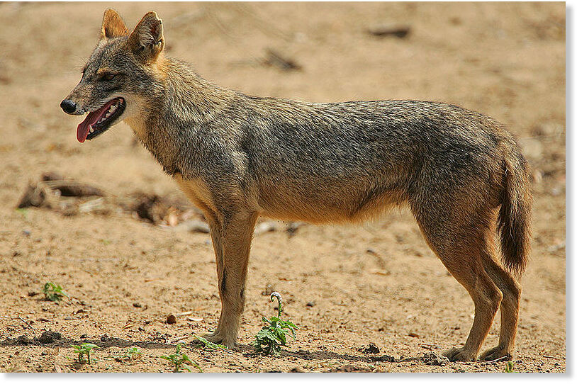 Jackal