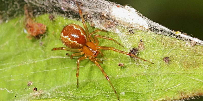 Click to enlarge Anelosimus studiosus spider