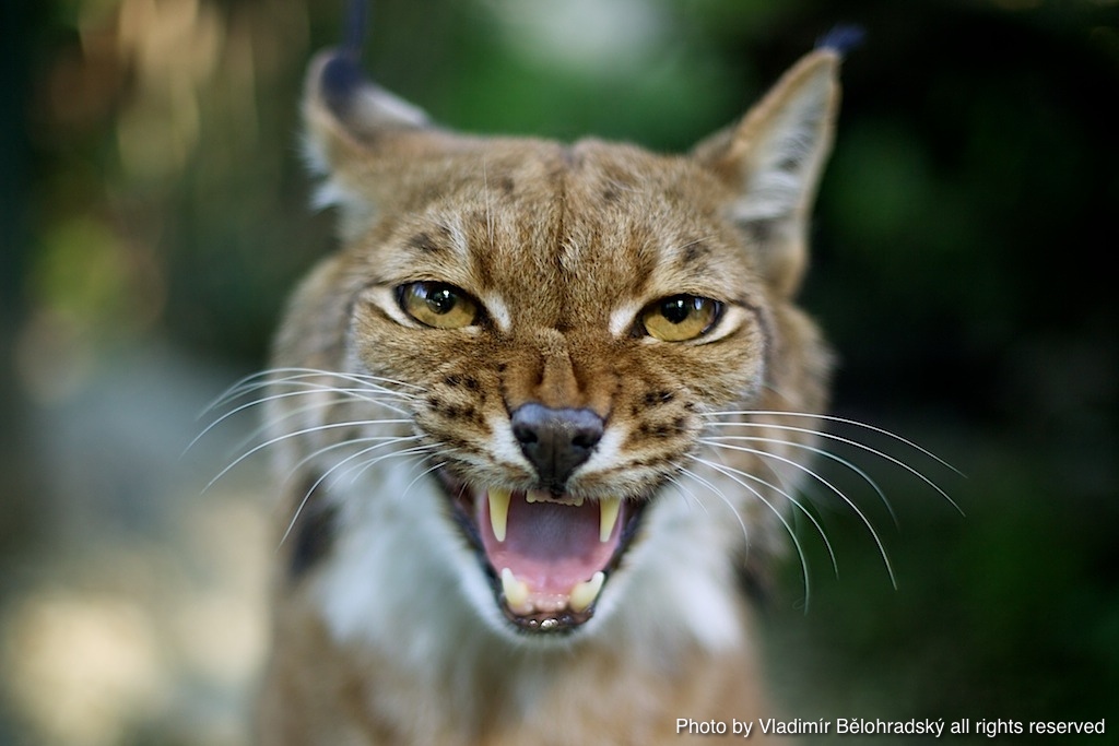 bobcat