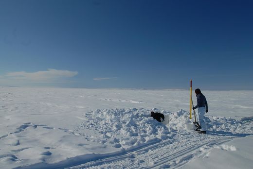 Arctic Bacter