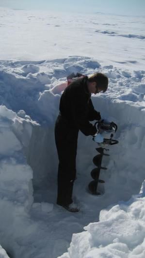 Click to enlarge Arctic Bacter 1