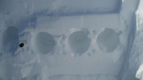 Click to enlarge Arctic Bacter 2