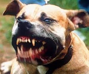 pit bull