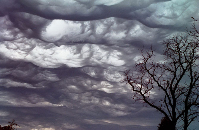 Click to enlarge Undulatus asperatus