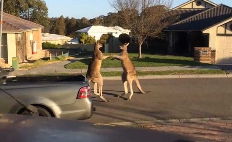 Kangaroos