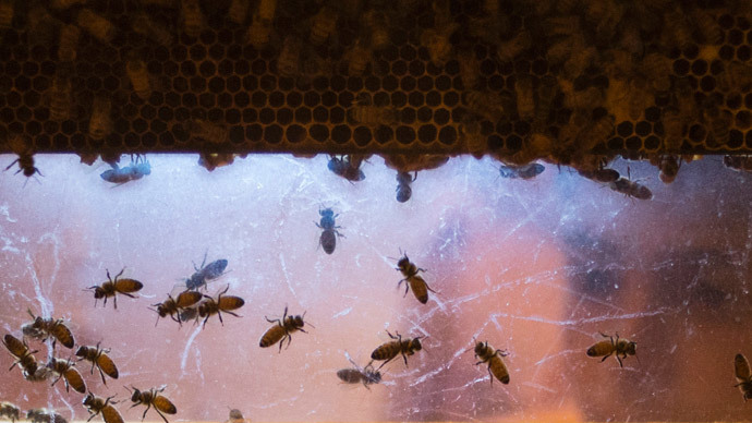 bees