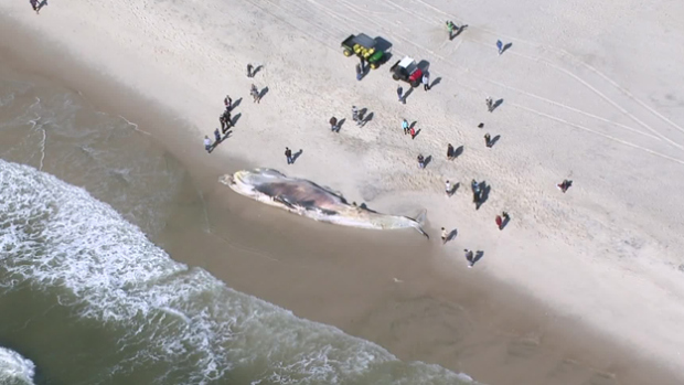 Long Island finback whale