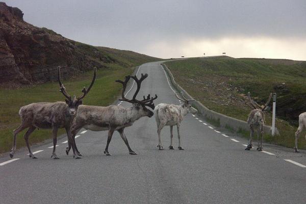 Reindeers