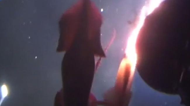 Giant Squid_1
