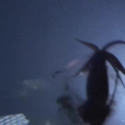 Giant Squid_2