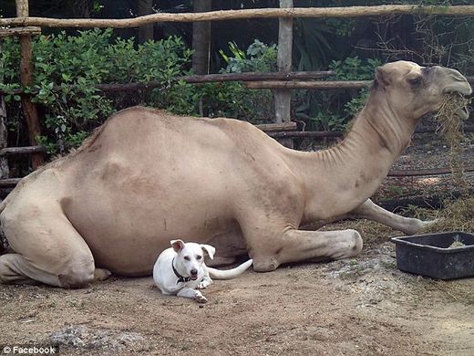 camel kills wildlife owner