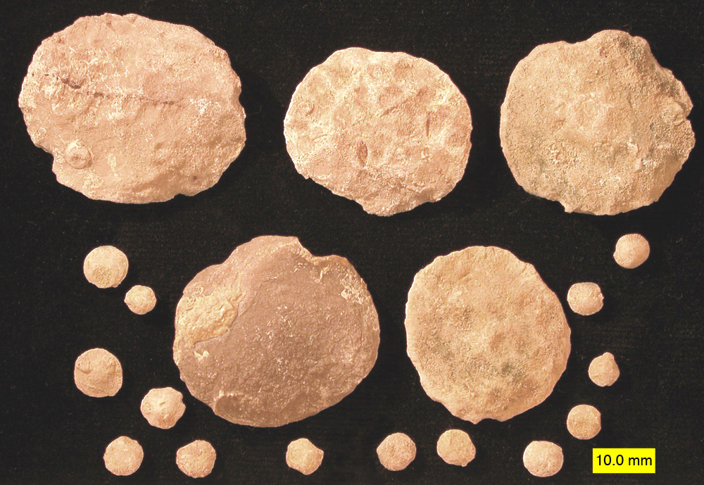 Fossil foraminifera