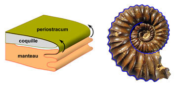 Click to enlarge ammonite shell