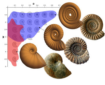 Click to enlarge ammonite shell