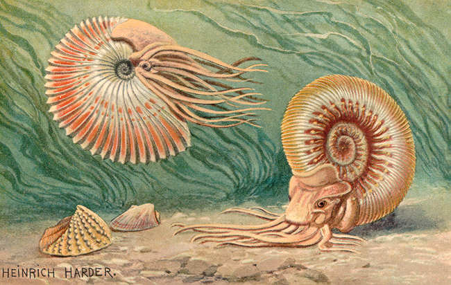 Click to enlarge ammonite