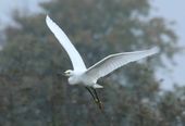 snowy egret