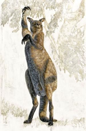 kangaroos
