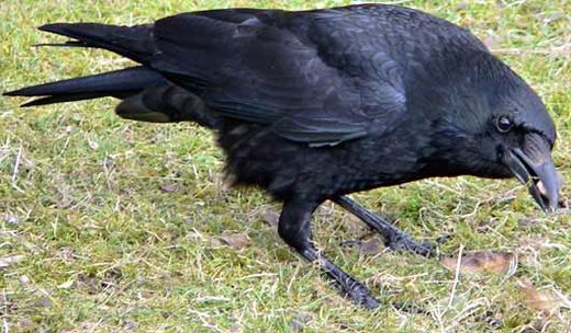 Click to enlarge crow