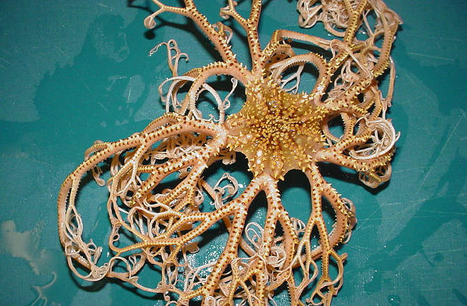Basket Star