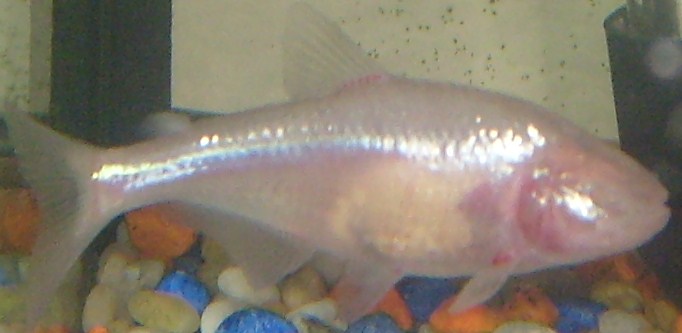 Cavefish