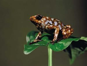 Devil Frog