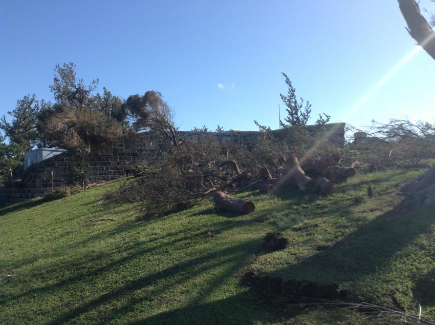 Fallen trees