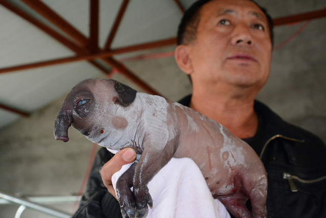 piglet2