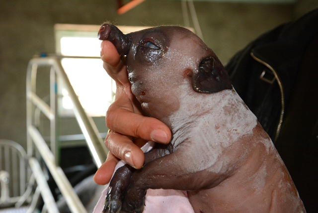 piglet3