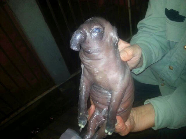 piglet4