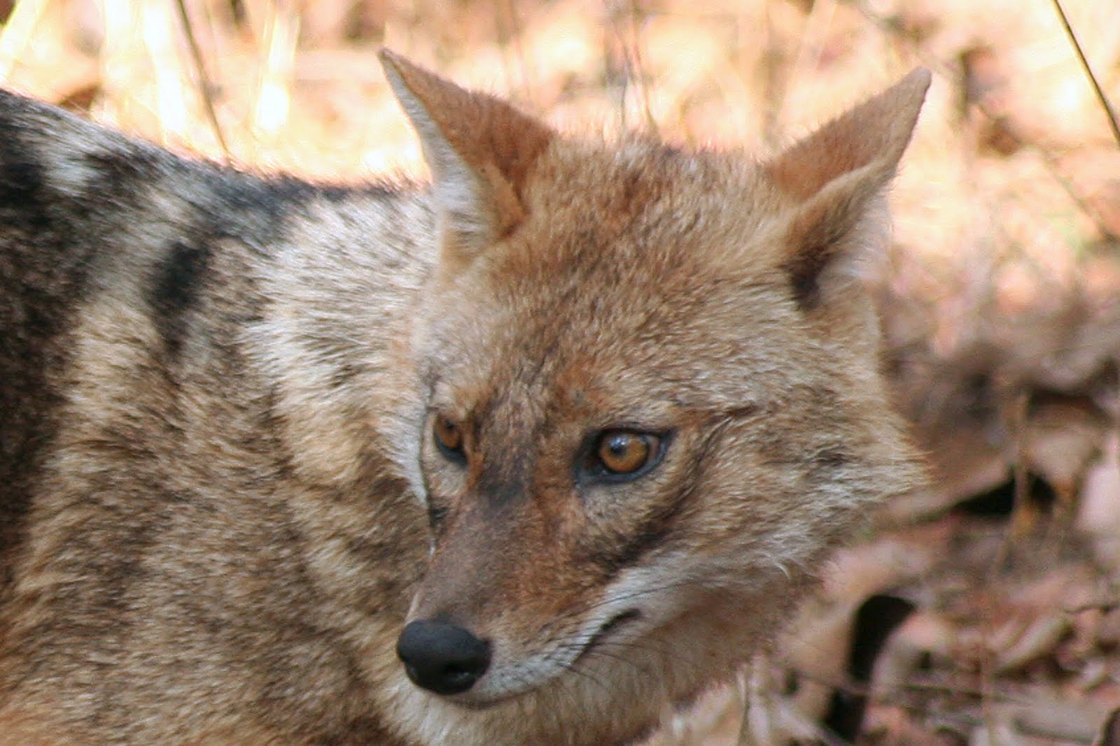 Indian jackal