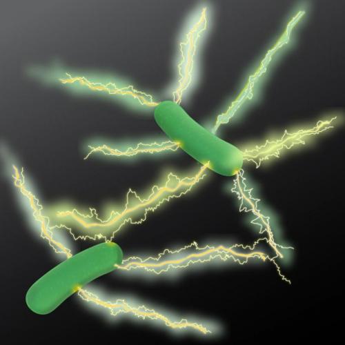 Geobacter