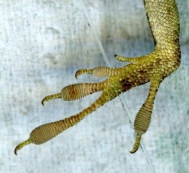 anole