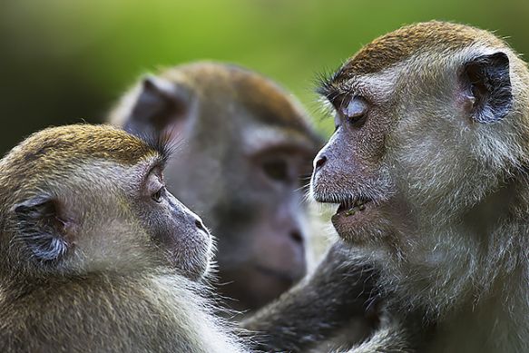 monkeys