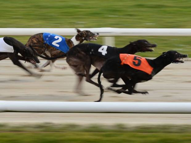 Greyhounds_1