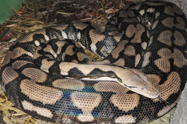 Python