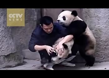 baby pandas