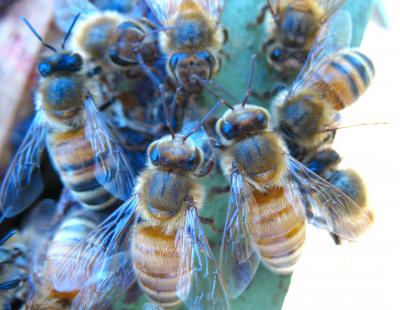 honeybees