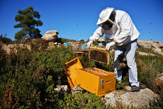 beekeeper