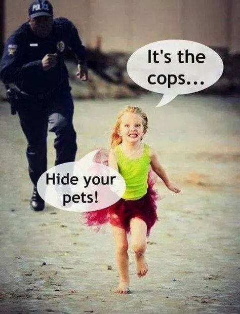 police chase