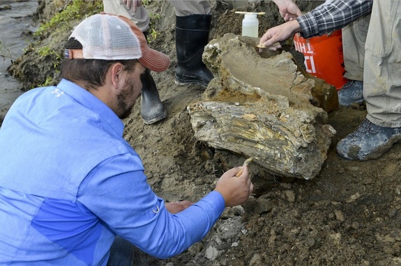 Click to enlarge mammoth discovery