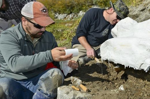 Click to enlarge mammoth fossil