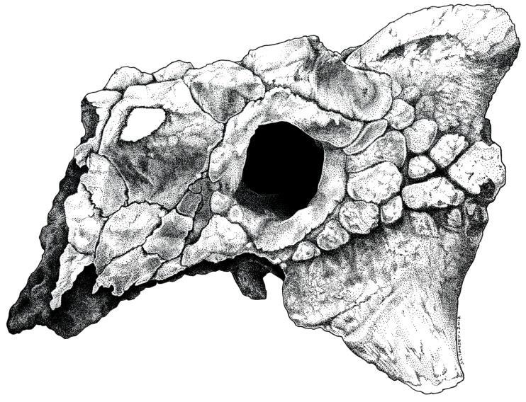 Click to enlarge Image