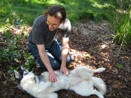 Click to enlarge dog belly rub