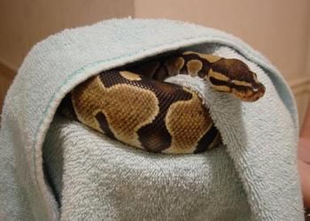 python