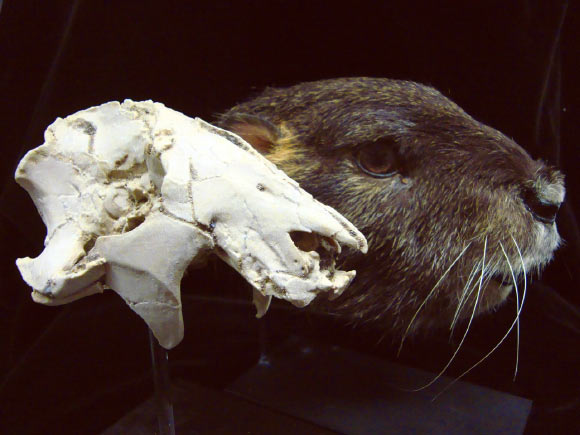 Click to enlarge skull vintana sertichi