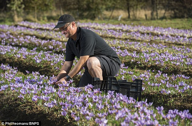 Click to enlarge saffron growing